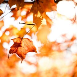 a close up of a leaf