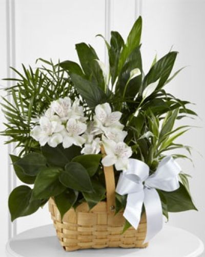<p>The arrangement features a carefully curated assortment of lush green plants, selected to create a harmonious blend of textures, shades, and shapes. Soft white Peruvian lilies complement these vibrant greens, introducing a delicate floral accent symbolic of purity, compassion, and lasting memories.</p>