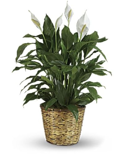 <p>Bring tranquility and natural beauty into any space with the Peace Lily, a timeless plant that symbolizes calm, renewal, and peaceful energy. This medium-sized variety comes presented in a charming 8-inch woven wicker basket, adding a warm, natural touch that fits seamlessly into any home or office.</p>